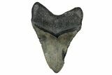 Fossil Megalodon Tooth - North Carolina #348158-2